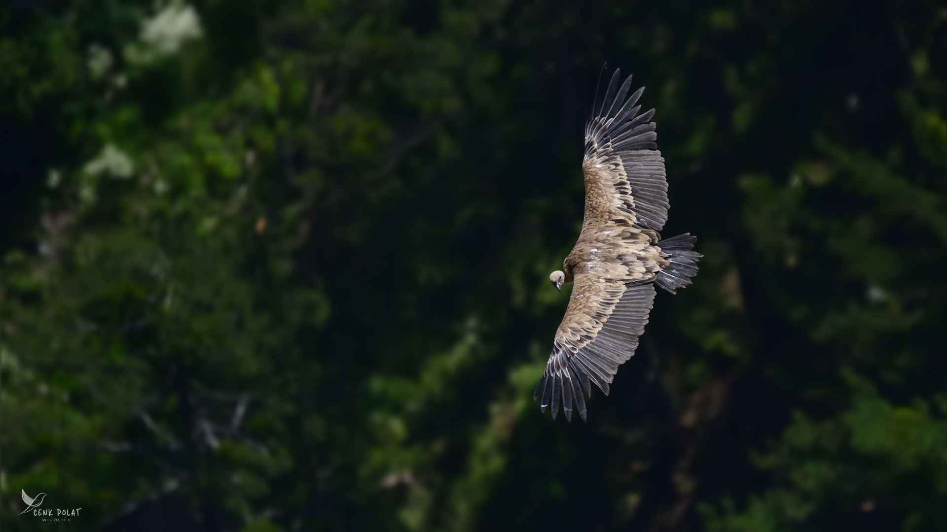 Eurasian Griffon